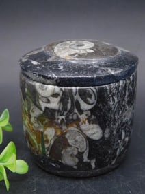 ORTHOCERAS TRINKET BOX ROCK STONE LAPIDARY SPECIMEN