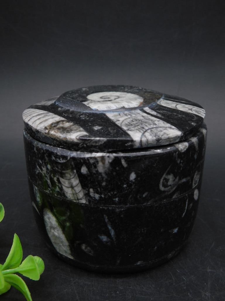 ORTHOCERAS TRINKET BOX ROCK STONE LAPIDARY SPECIMEN: ORTHOCERAS TRINKET BOX ROCK STONE LAPIDARY SPECIMEN