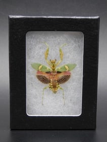 JEWELED FLOWER MANTIS DISPLAY TAXIDERMY