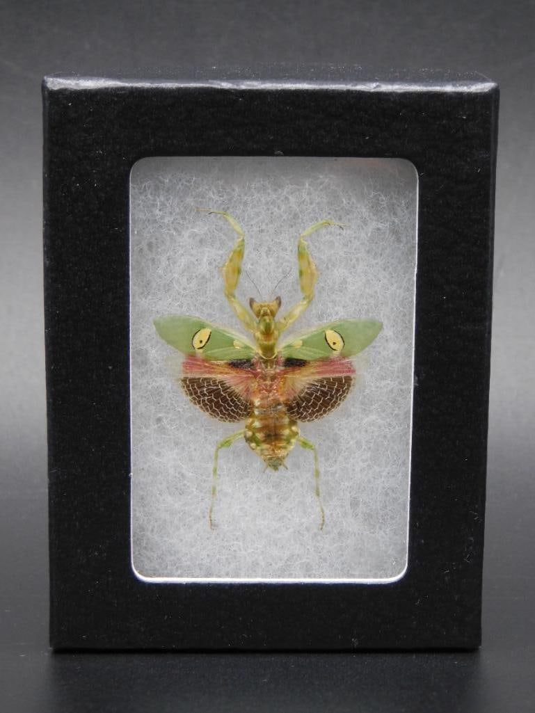 JEWELED FLOWER MANTIS DISPLAY TAXIDERMY: JEWELED FLOWER MANTIS DISPLAY TAXIDERMY