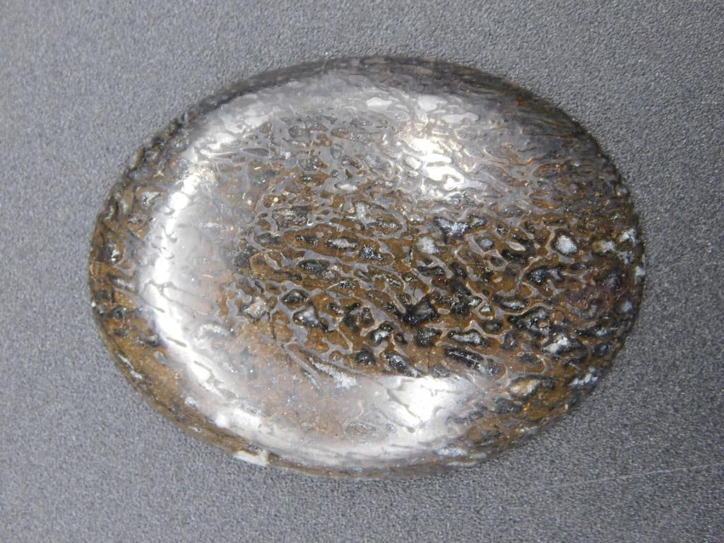 DINOSAUR BONE CABOCHON ROCK STONE LAPIDARY SPECIMEN: DINOSAUR BONE CABOCHON ROCK STONE LAPIDARY SPECIMEN