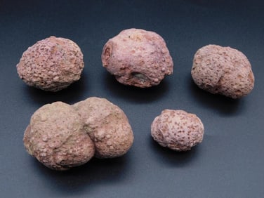 COPROLITE ROCK STONE LAPIDARY SPECIMEN