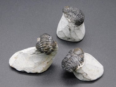 TRILOBITE FOSSILS ROCK STONE LAPIDARY SPECIMEN