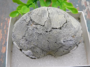 BRACHIOPOD ROCK STONE LAPIDARY SPECIMEN