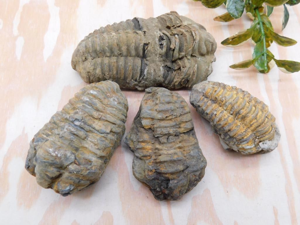 TRILOBITE FOSSILS ROCK STONE LAPIDARY SPECIMEN (1 of 2)
