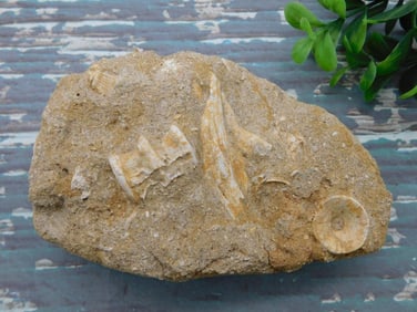 ENCHODUS FOSSIL ROCK STONE LAPIDARY SPECIMEN