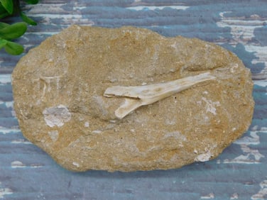 FOSSIL IN MATRIX ROCK STONE LAPIDARY SPECIMEN