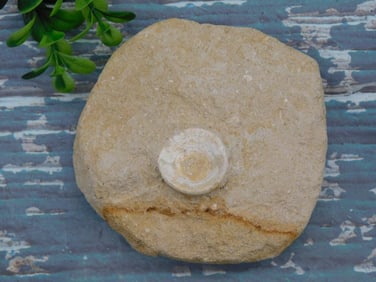 FOSSIL IN MATRIX ROCK STONE LAPIDARY SPECIMEN