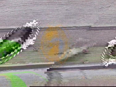 Gold-Tone Pin With Tiger?s Eye Stone and Leaf Accents