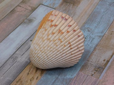 Large Sea Shell with Ribbed Texture