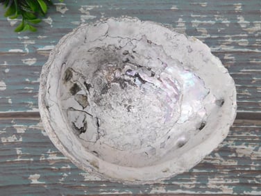ABALONE SHELL