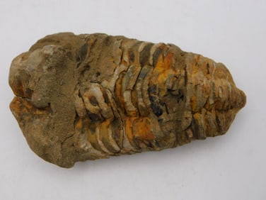 TRILOBITE ROCK STONE LAPIDARY SPECIMEN
