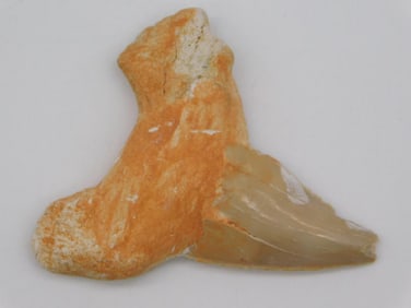 SHARK TOOTH ROCK STONE LAPIDARY SPECIMEN