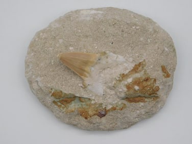 SHARK TOOTH IN MATRIX ROCK STONE LAPIDARY SPECIMEN