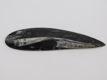 ORTHOCERAS ROCK STONE LAPIDARY SPECIMEN