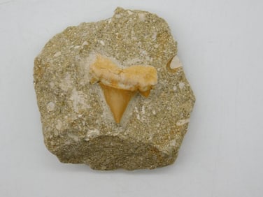 SHARK TOOTH IN MATRIX ROCK STONE LAPIDARY SPECIMEN