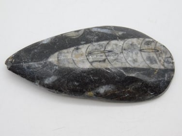 ORTHOCERAS ROCK STONE LAPIDARY SPECIMEN