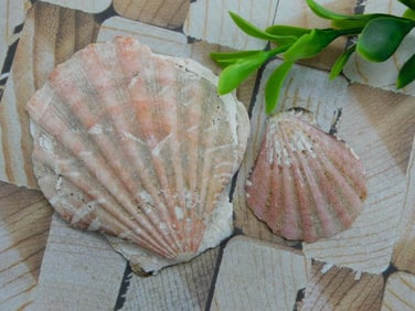 SCALLOP SHELLS ROCK STONE LAPIDARY SPECIMEN