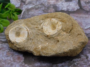 DINOSAUR BONE IN MATRIX ROCK STONE LAPIDARY SPECIMEN