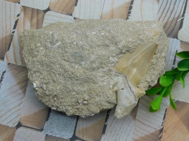 SHARK TOOTH IN MATRIX ROCK STONE LAPIDARY SPECIMEN