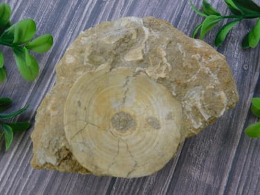 DINOSAUR BONE IN MATRIX ROCK STONE LAPIDARY SPECIMEN