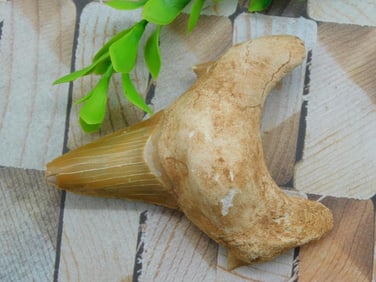 SHARK TOOTH ROCK STONE LAPIDARY SPECIMEN