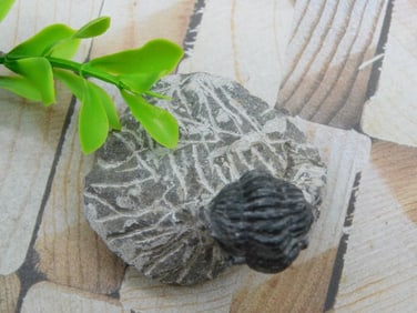 TRILOBITE FOSSIL ROCK STONE LAPIDARY SPECIMEN