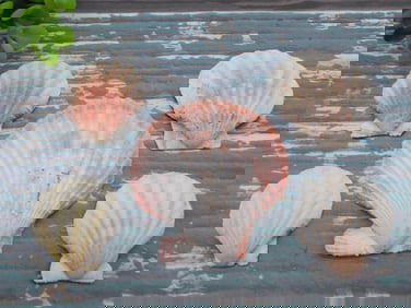 SCALLOP SHELLS