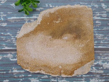 PETRIFIED PALM WOOD SLAB ROCK STONE LAPIDARY SPECIMEN