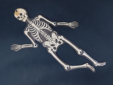 Articulated Skeleton Educational Model