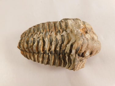 TRILOBITE ROCK STONE LAPIDARY SPECIMEN