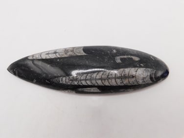ORTHOCERAS ROCK STONE LAPIDARY SPECIMEN