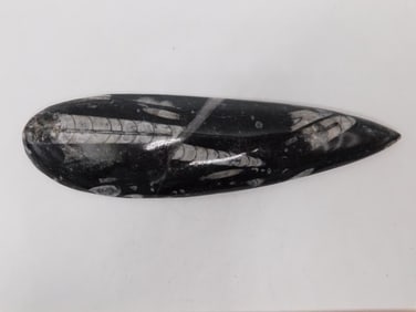 ORTHOCERAS ROCK STONE LAPIDARY SPECIMEN