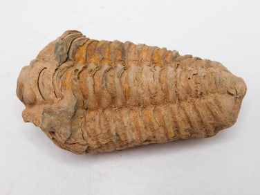 TRILOBITE FOSSIL ROCK STONE LAPIDARY SPECIMEN