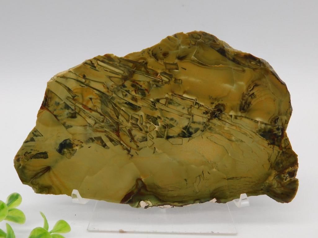 Polished Green Jasper Specimen: Polished green jasper specimen, showcasing unique patterns in earthy tones. Includes a clear display base for presentation. The ruler in the image suggests approximate size, but detailed dimensions ar