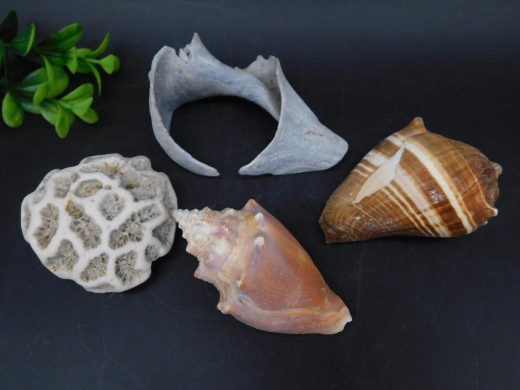 SEA SHELLS AND CORAL