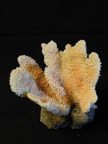 Natural Coral Specimen on Rock Base Fish Tank Aquarium Decoration