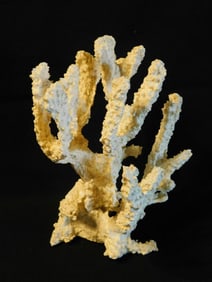 White Coral Specimen With Multiple Branches Fish Tank Aquarium Decoration