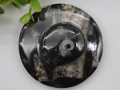 Orthoceras Fossil ROCK STONE LAPIDARY SPECIMEN: - Round paperweight featuring Orthoceras fossil embedded in stone. | - Size visible in the image, measured alongside a ruler. | - Weighs approximately 53 grams. | - Black and gray coloration with deta