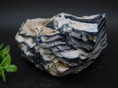 Zebra Rock Layered Black and White Rock Specimen Rock Stone Lapidary Specimen