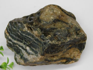Zebra Rock Specimen With Unique Patterns Rock Stone Lapidary Specimen
