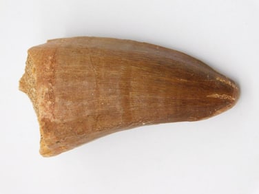 DINOSAUR TOOTH