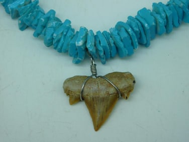 SHARK TOOTH SHELL NECKLACE ROCK STONE LAPIDARY SPECIMEN