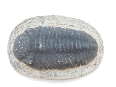 TRILOBITE ROCK STONE LAPIDARY SPECIMEN