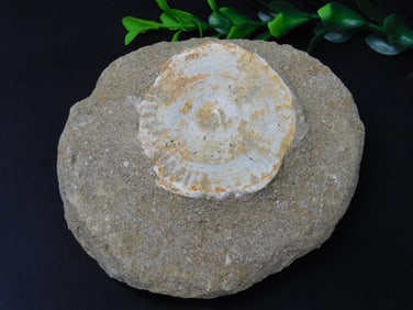 ENCHODUS FOSSIL ROCK STONE LAPIDARY SPECIMEN