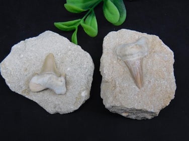 SHARK TEETH ROCK STONE LAPIDARY SPECIMEN