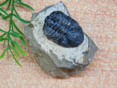 TRILOBITE ROCK STONE LAPIDARY SPECIMEN
