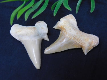 SHARK TEETH ROCK STONE LAPIDARY SPECIMEN