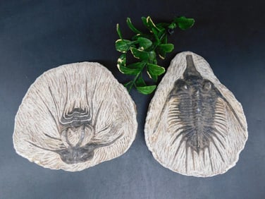 TRILOBITE ROCK STONE LAPIDARY SPECIMEN