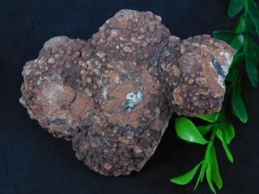 COPROLITE ROCK STONE LAPIDARY SPECIMEN